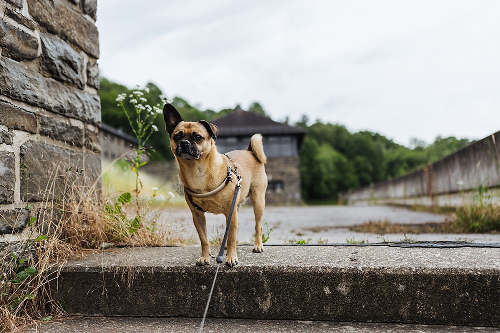 Nationalpark Eifel Vogelsang IP mit Hund