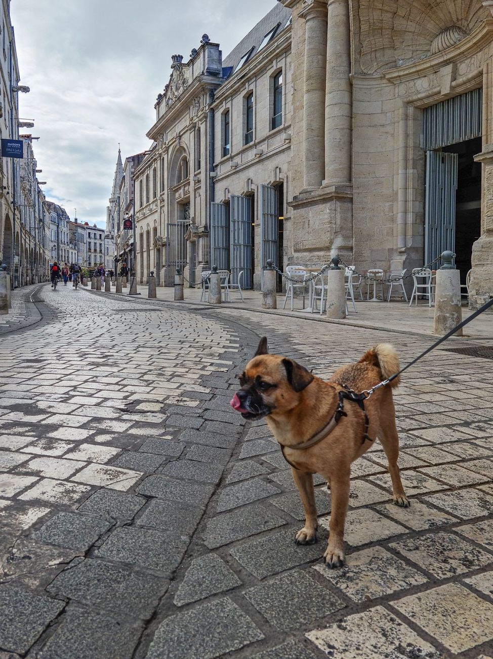 Mit Hund in La Rochelle - Ein Tagesausflug in Südfrankreich