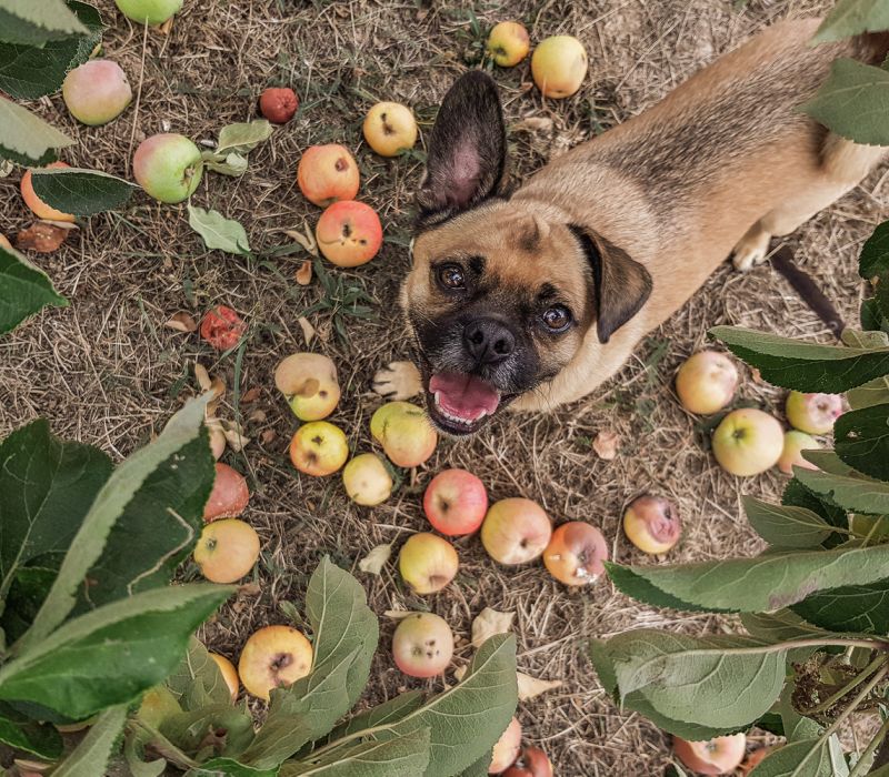 Gesund und umweltbewusst: heruntergefallenes Obst als gesunder Snack für den Hund
