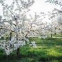 MIT HUND UNTER KIRSCHBLÜTEN - GASSI-GEHEIMTIPP IN OCKSTADT