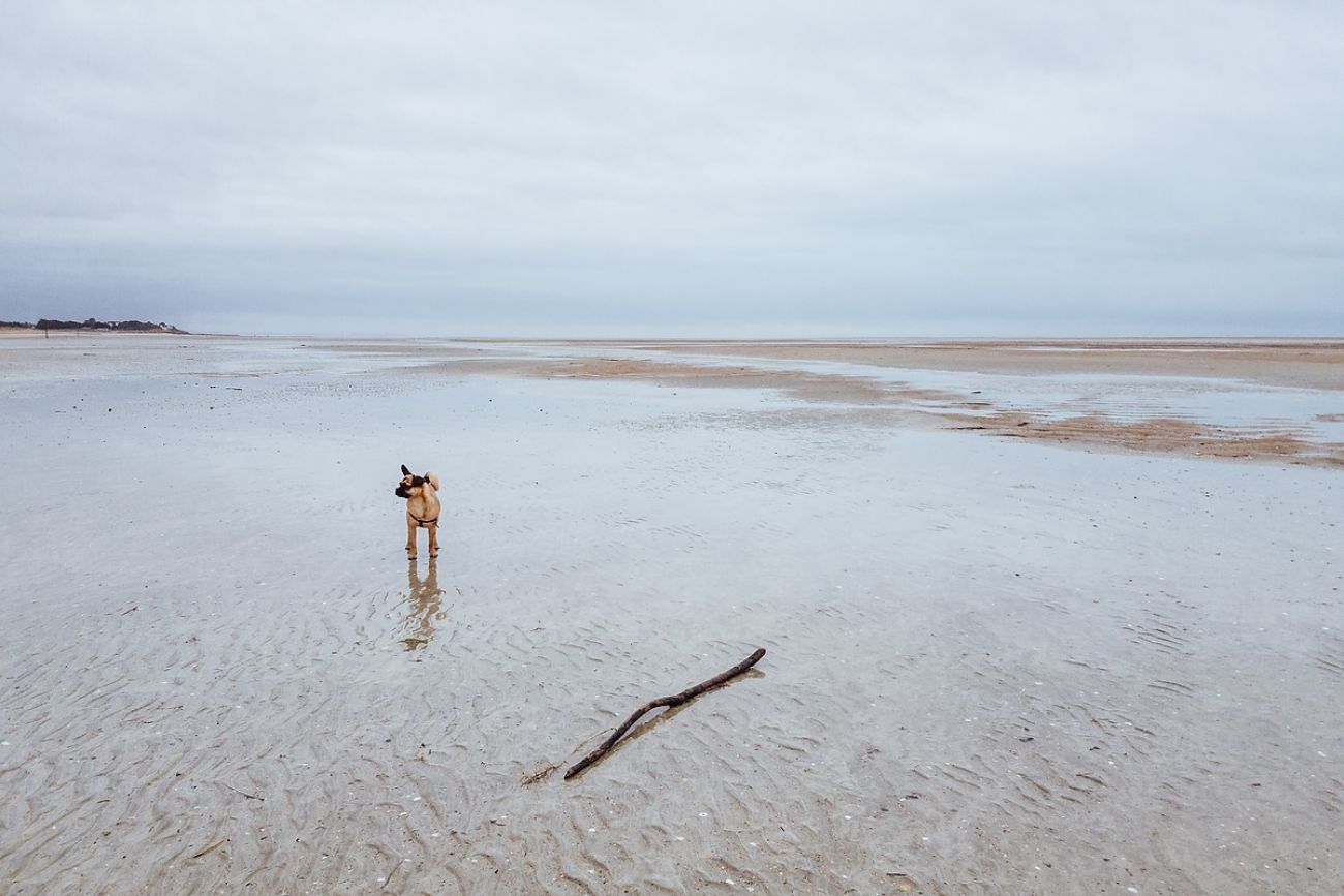 Ausflug mit Hund - Omaha Beach, Frankreich