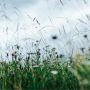MIT HUND DURCH FELD UND WIESEN - GASSI GEHEN IN KIRDORF, BAD HOMBURG