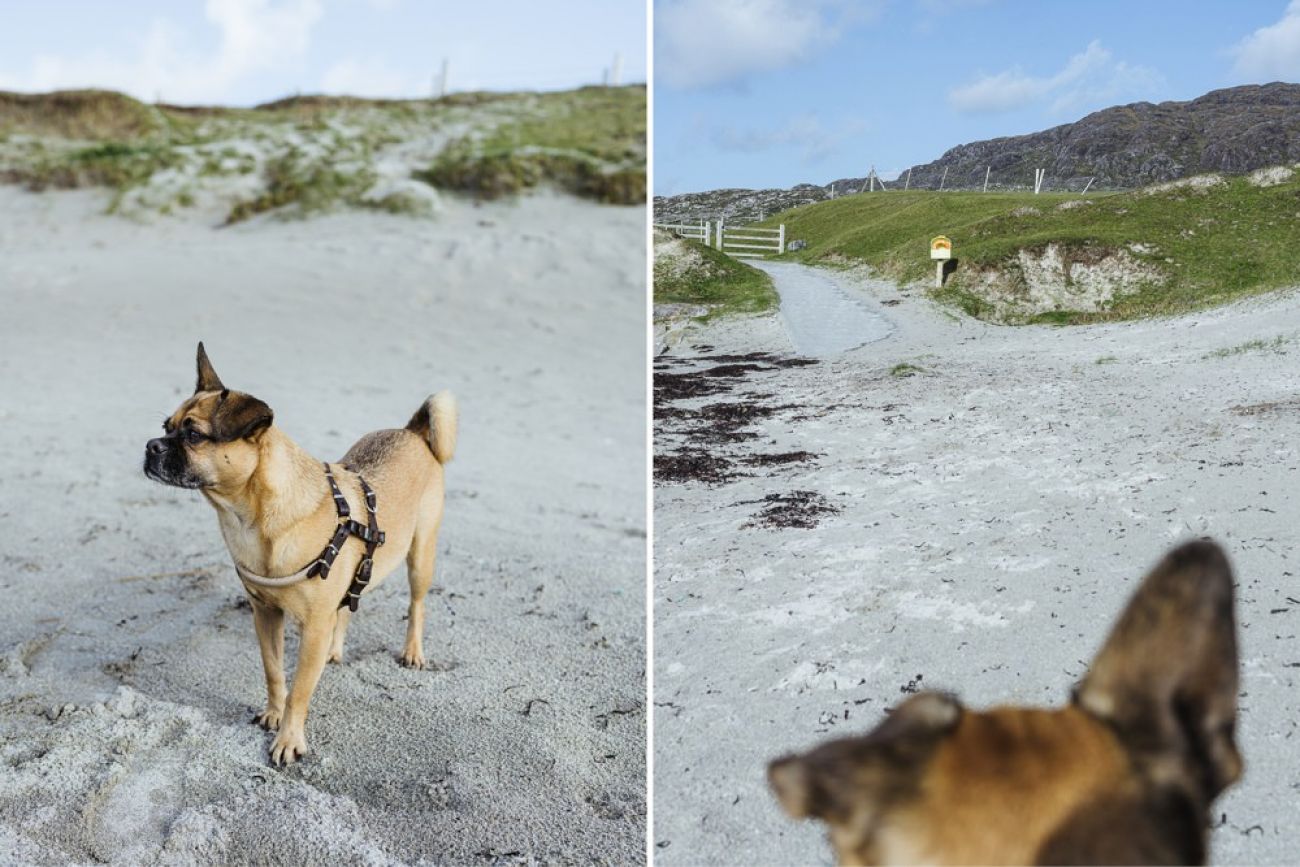 Dogs Bay - Connemara mit Hund