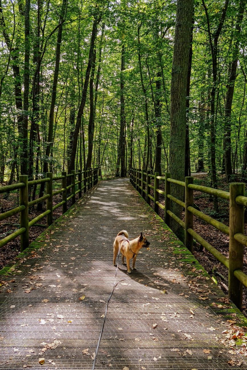 Ausflug mit Hund zum Naturpark Forêt d’Orient