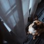 Hotel mit Hund - Was Du beachten musst