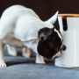 ANZEIGE | Hundekamera Furbo: Spaßiges Gadget oder sinnlose Überwachung?