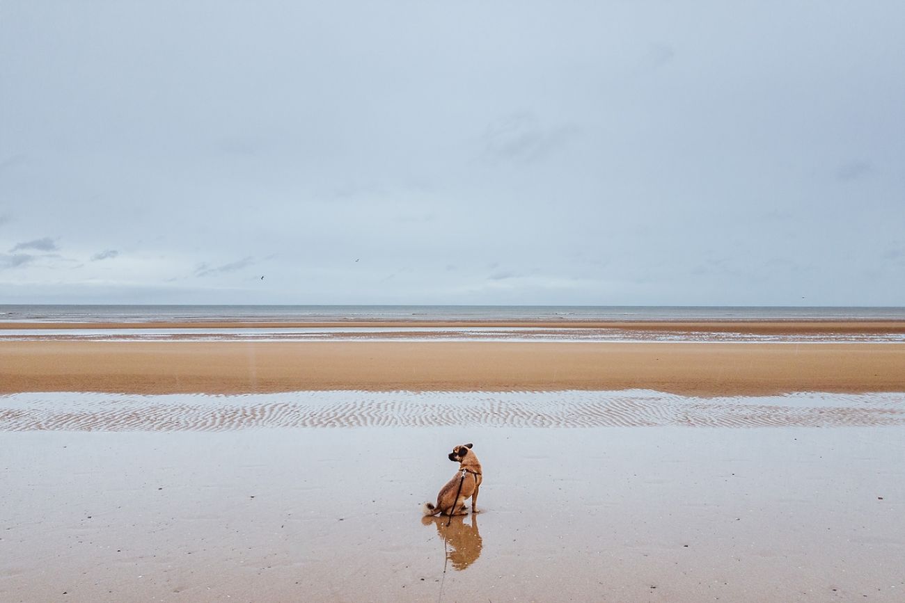 Ausflug mit Hund - Omaha Beach, Frankreich