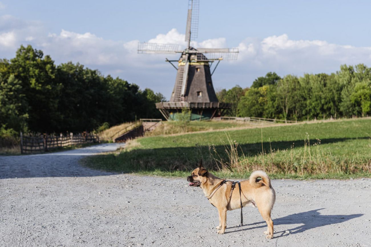 Hessenpark mit Hund - Urlaub im Taunus