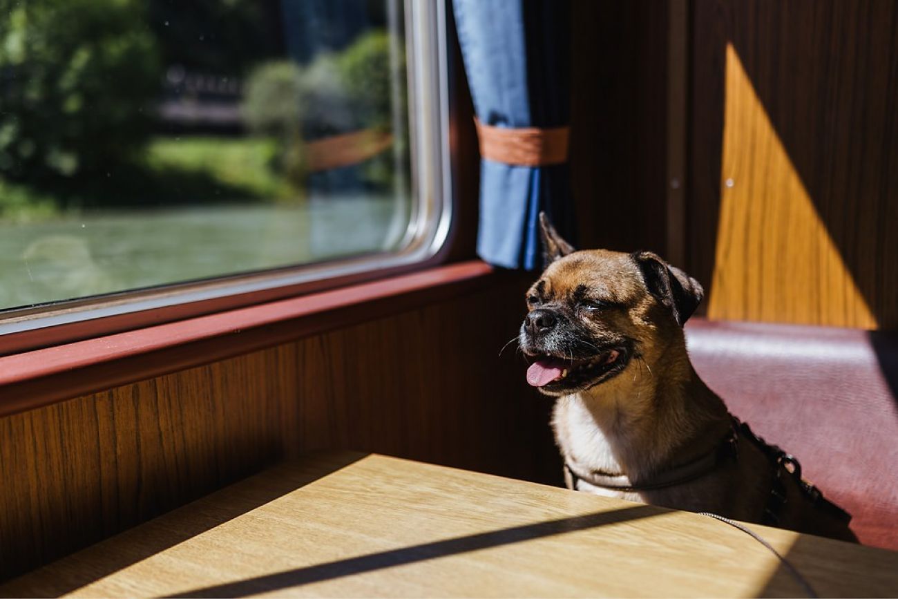 Schiffahrt mit Hund auf dem Rhein - Urlaub in Hessen