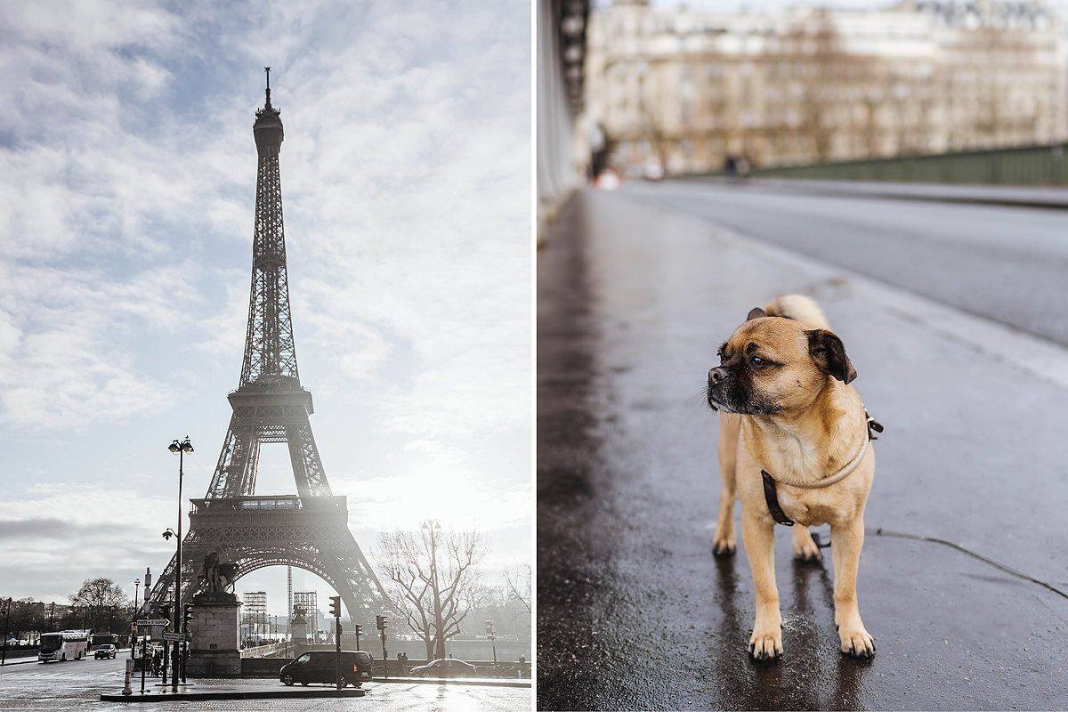 Frankreich mit Hund
