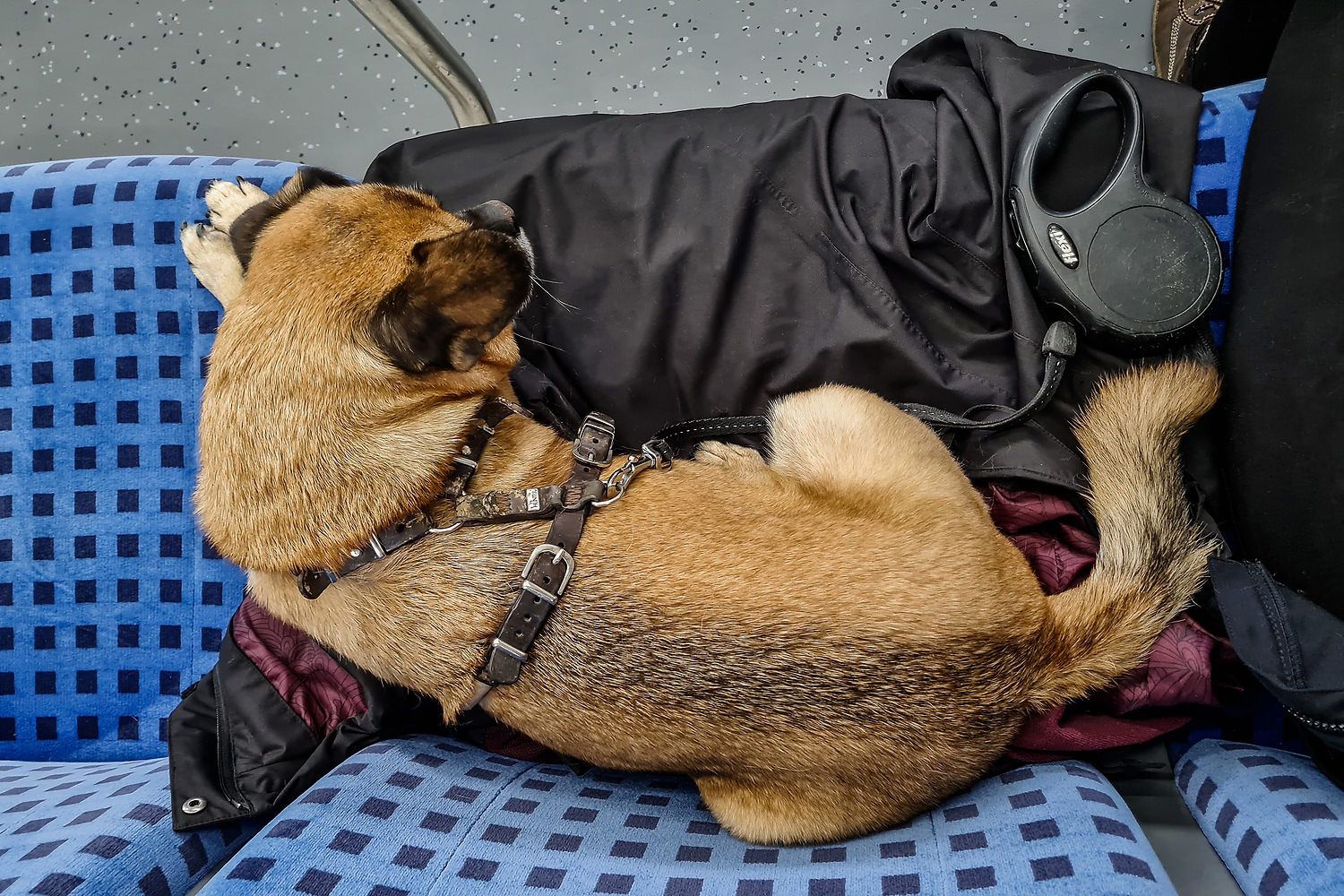 Zugfahren mit Hund - entspannt und komfortabel