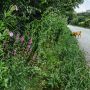 Gassi gehen in Kirchheim Teck - mit Hund am Wasserturm