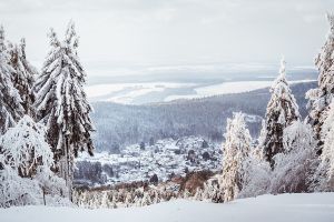 Winterwandern im Taunus - Mit Hund auf dem großen Feldberg