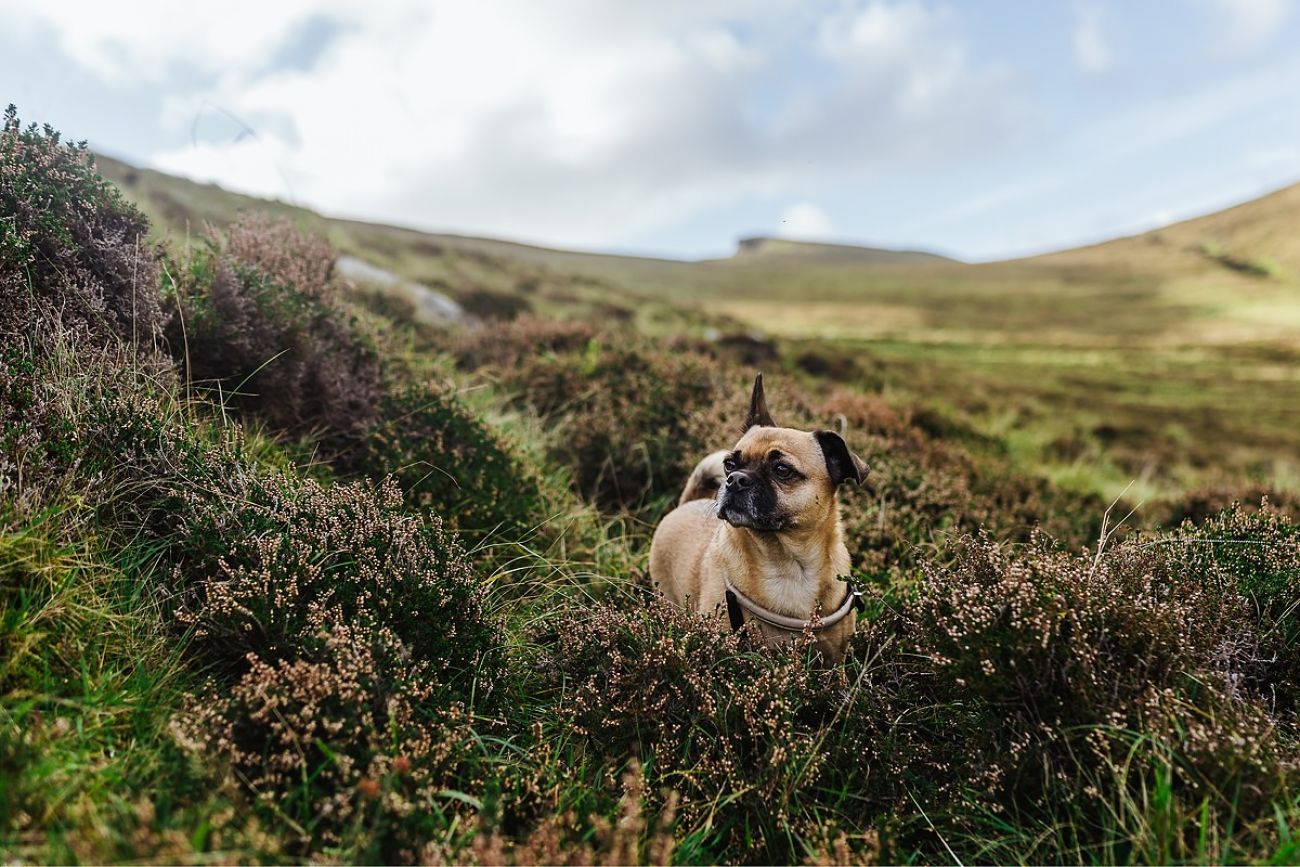 Mit Hund am Keem Bay Achill Island